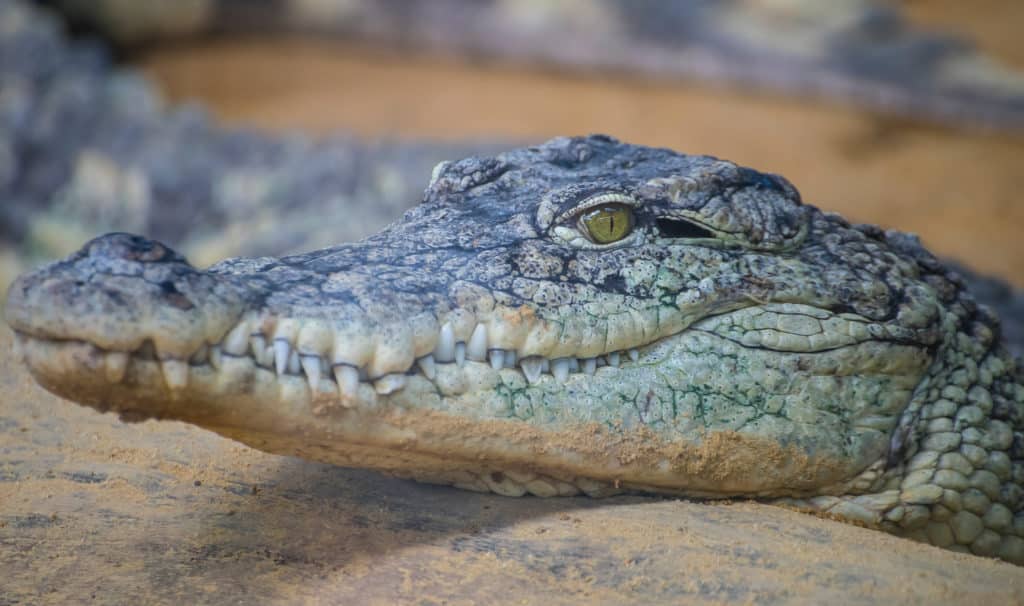 Alligator Tour im Everglades