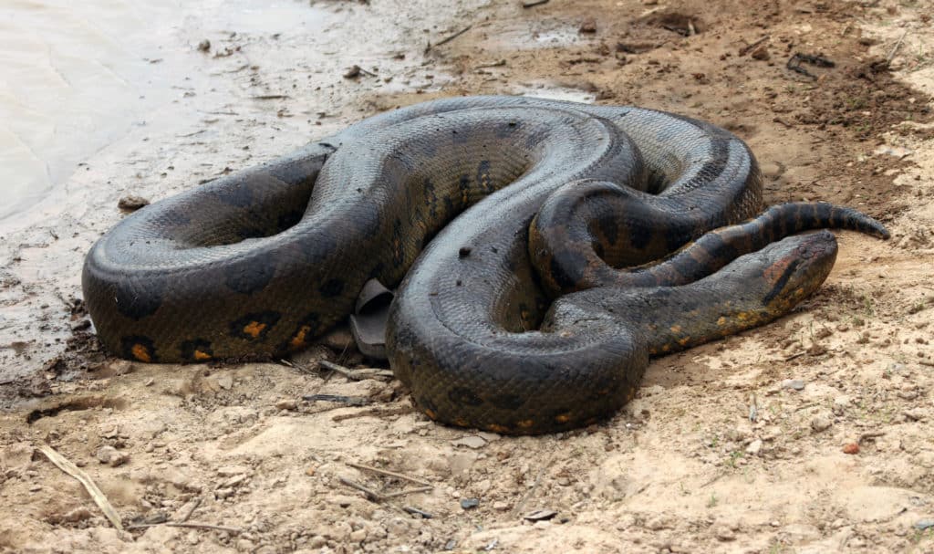 Riesenboa in Venezuela