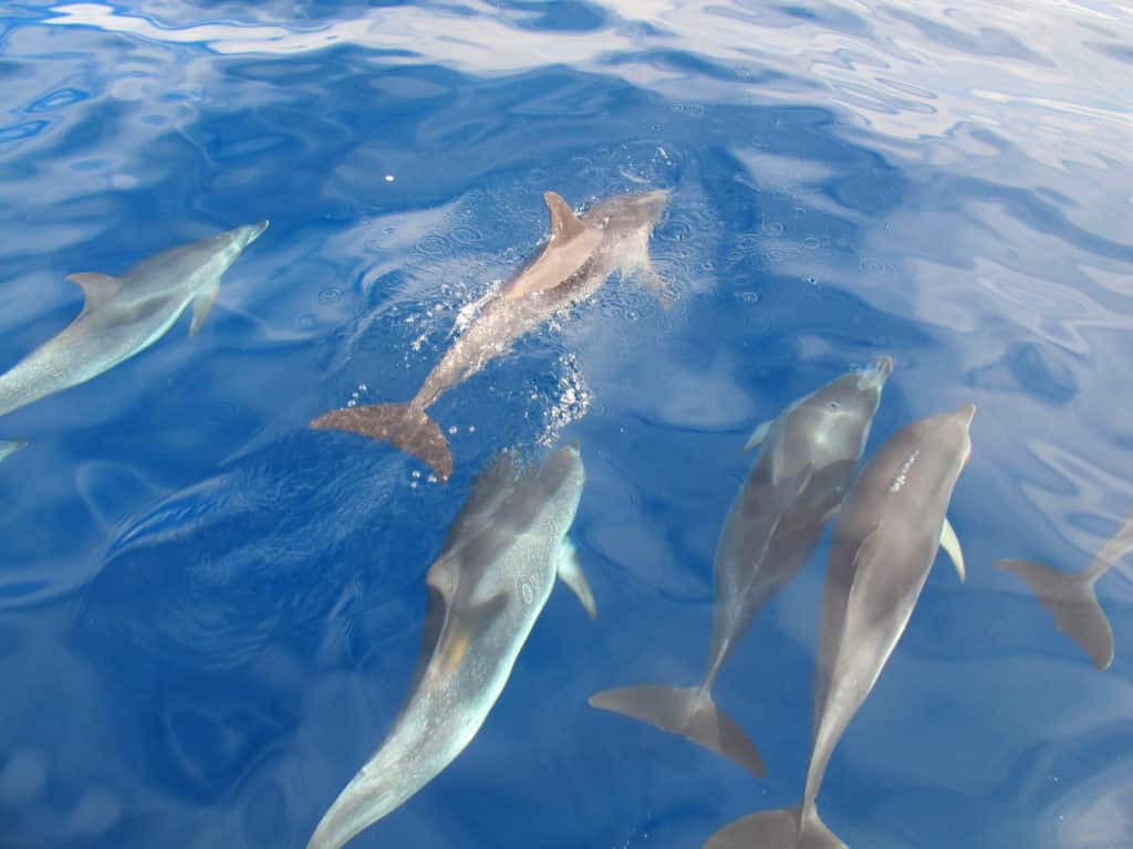 Whale Watching in Azoren