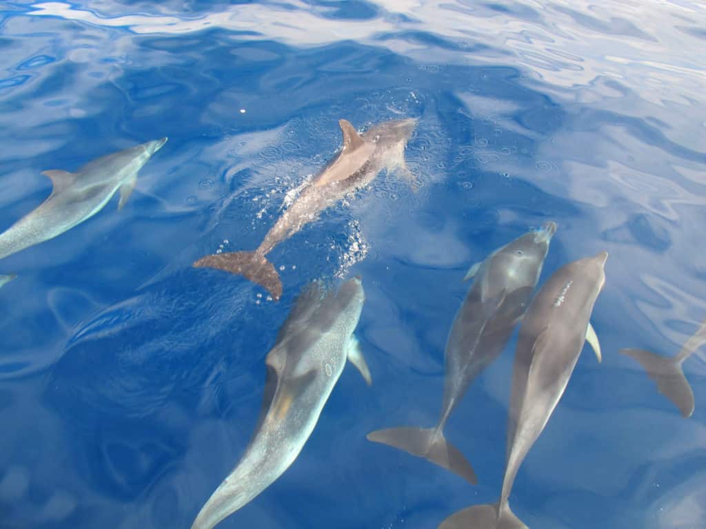 Whale Watching und Delfine in La Gomera