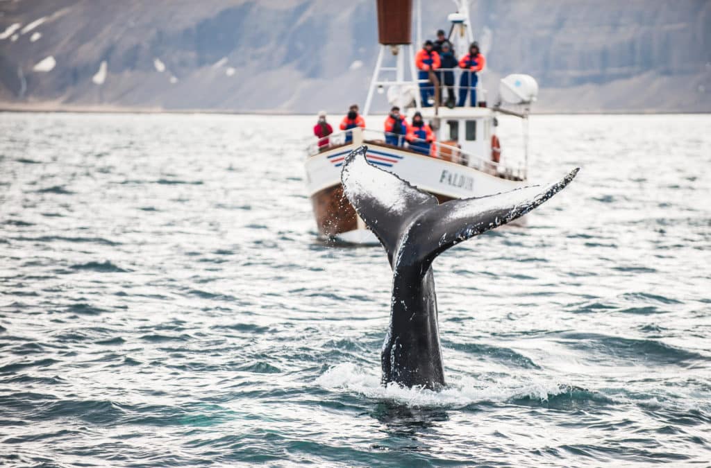 Whale Watching in Norwegen