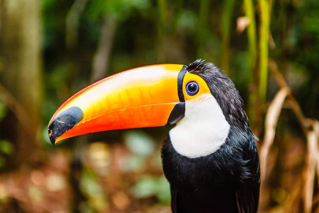 Vogelpark -Der Parque das Aves in Foz do Iguacu