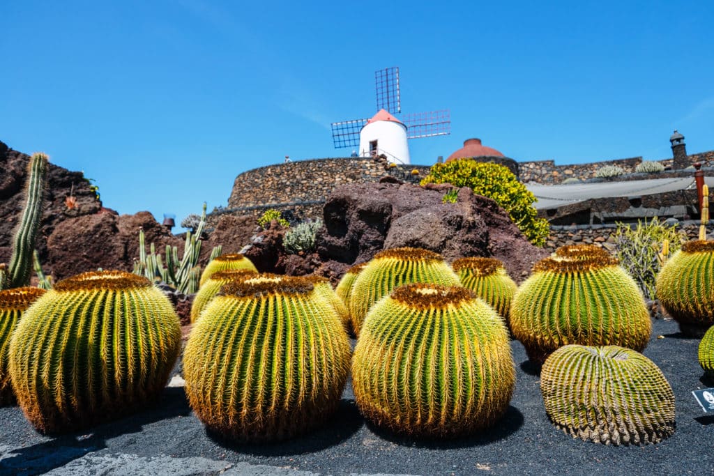 Lanzarote's Flora