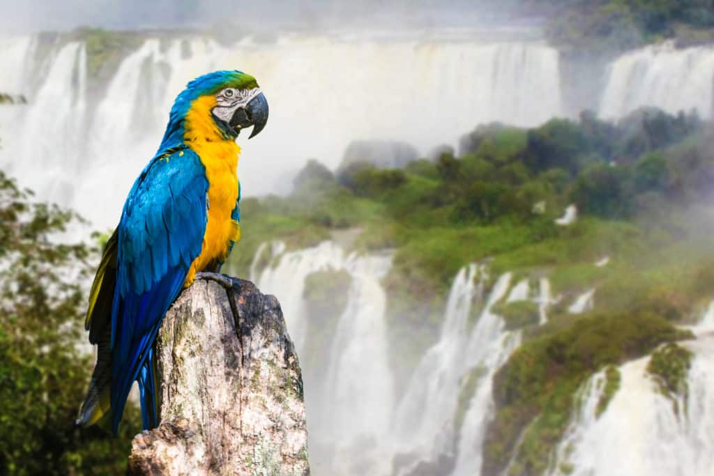 Iguazu Wasserfälle