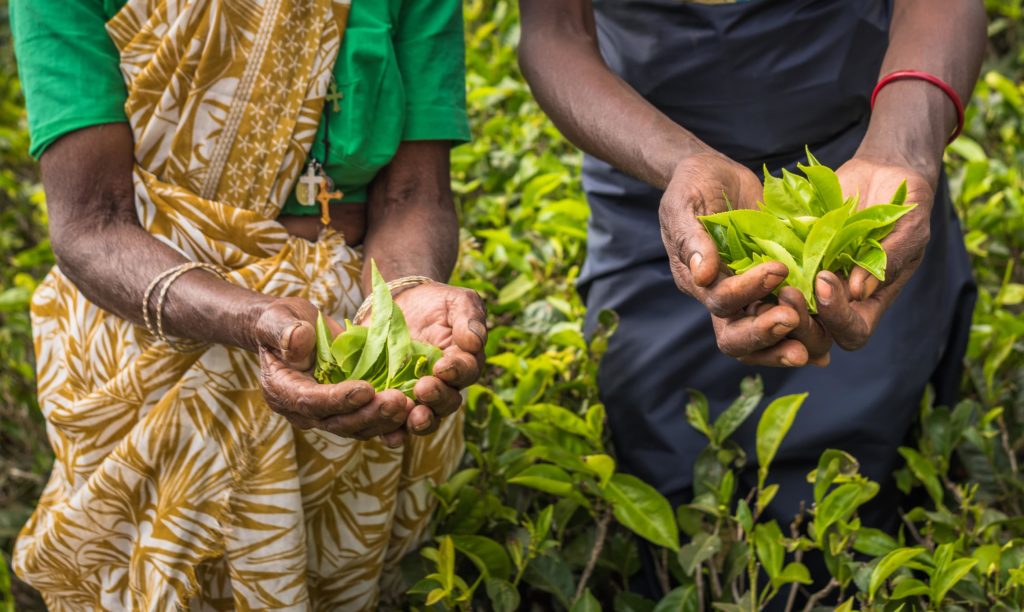Teepflücker in Sri Lanka